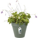 elho Green Wall Single LOFT URBAN - 15 cm - vert pistache