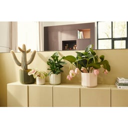 elho facet rund - 26 cm - Rosa mandorla