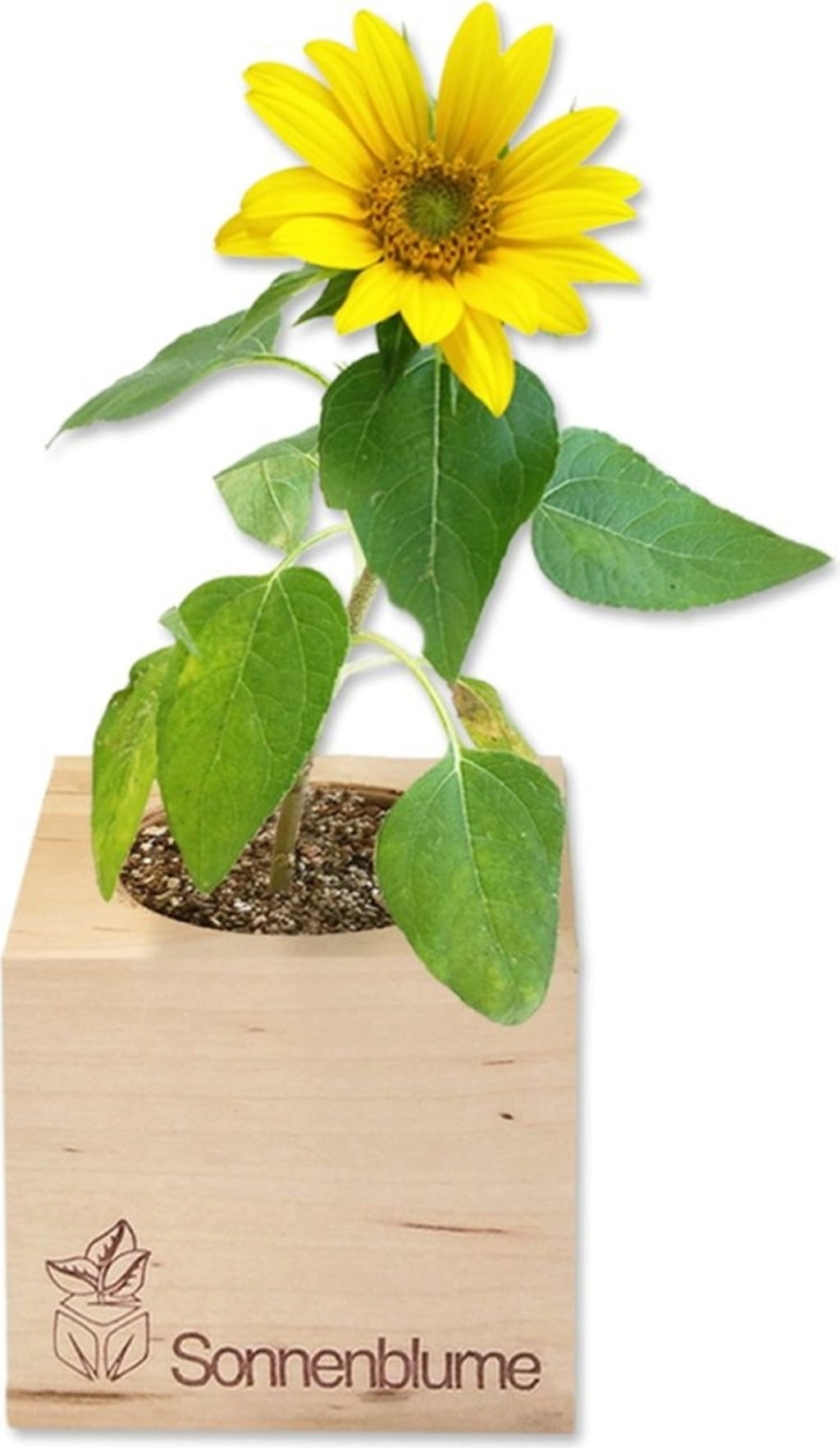 Feel Green ecocube 