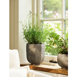 Garden Trading Pot de Fleur « Scallop » Rond - 1 pcs