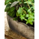 Garden Trading Pot de Fleurs « Scallop » Oval - 1 pcs