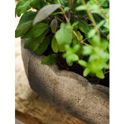 Garden Trading Pot de Fleurs « Scallop » Oval - 1 pcs