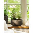 Garden Trading Pot de Fleurs « Scallop » Oval - 1 pcs