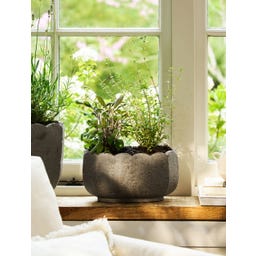 Garden Trading Pot de Fleurs « Scallop » Oval - 1 pcs