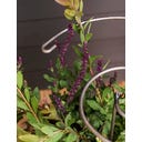 Spiralformat Växtstöd 