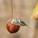 Esschert Design Birdfeed - Stuffed Coconut