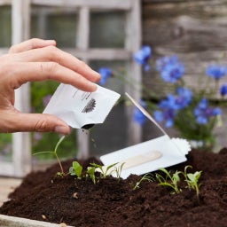 Greeting Seeds