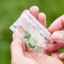 Carte de Vœux Ensemencée 