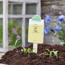 die Stadtgärtner Pensée Ensemencée