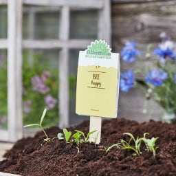 die Stadtgärtner Pensée Ensemencée