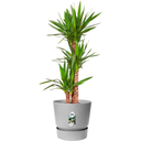 elho greenville Topf rund 25 cm - lebendig beton