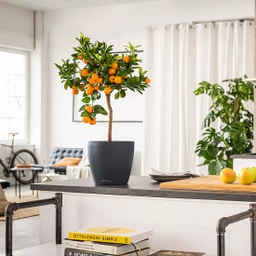 Lechuza Macetero - DECO 21