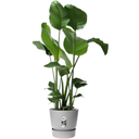 elho Pot GREENVILLE Rond - 47 cm - Living ciment 