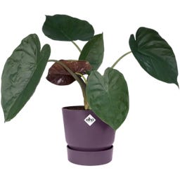 elho greenville Topf rund 25 cm - vintage pflaume