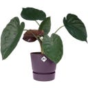 elho greenville Planter Round 30 cm - vintage plum