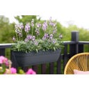 elho vibia campana easy hanger XXL - Antracite