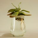 Botanopia Coupelle de Germination - Small