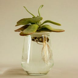 Botanopia Coupelle de Germination - Small