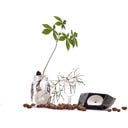 Botanopia Coupelle de Germination - Small