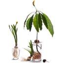 Botanopia Coupelle de Germination - Small