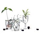 Botanopia Coupelle de Germination - Small