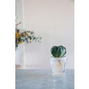 Botanopia Coupelle de Germination - Small