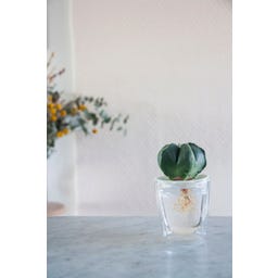 Botanopia Coupelle de Germination - Small