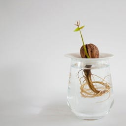 Botanopia Coupelle de Germination - Small