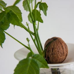 Botanopia Coupelle de Germination - Small