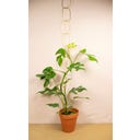 Botanopia Support for Climbing Plants - Brass