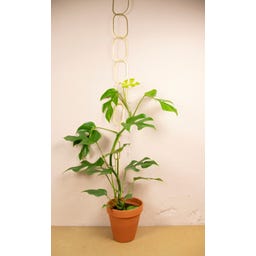 Botanopia Support for Climbing Plants - Brass