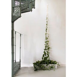 Botanopia Support for Climbing Plants - Brass