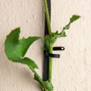 Botanopia Steun voor Klimplanten - Messing met zwarte coating