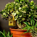 Botanopia Mini Tree House for Plants - 1 item