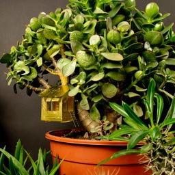 Botanopia Mini Tree House for Plants - 1 item