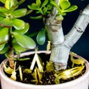 Botanopia Mini Camping Set for Plants - 1 item