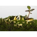 Botanopia Decorazione per Piante - Mini Campeggio - 1 pz.