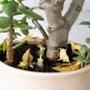 Botanopia Mini Camping Set for Plants - 1 item