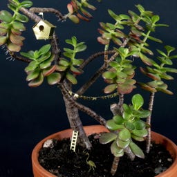 Botanopia Mini Bird House for Plants - 1 item