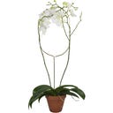 Botanopia Plant Support - Arch