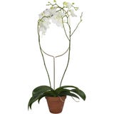 Botanopia Plant Support