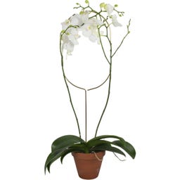Botanopia Plant Support - Arch