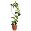 Botanopia Plant Support - Arch