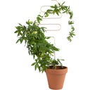 Botanopia Növénytámasz - Squiggle