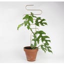 Botanopia Növénytámasz - Squiggle