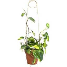 Botanopia Plantensteun - Pin