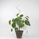 Botanopia Plant Support - Zig Zag