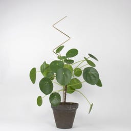 Botanopia Plant Support - Zig Zag