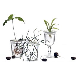 Botanopia Set Regalo per la Germinazione - 1 set