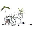 Botanopia Set de regalo Germinación - 1 set